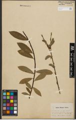 Foto von Salix purpurea L. x Salix silesiaca Willd.